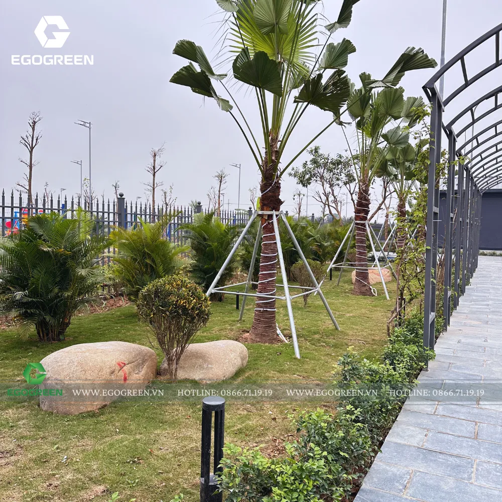 Những tầng xanh đan xen đã xanh tốt dù mới được trồng trong thời gian ngắn.